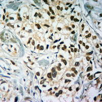 19 - Anti-Histone H3 (TriMethyl-K79) Antibody AP61432