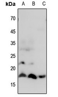 1 - Anti-Histone H3 (MonoMethyl-R8) Antibody AP61433