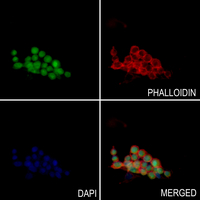 3 - Anti-Histone H3 (MonoMethyl-K23) Antibody AP61435