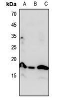 1 - Anti-Histone H3 (MonoMethyl-K23) Antibody AP61435