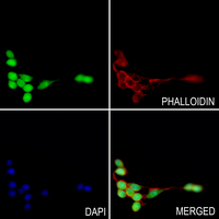 3 - Anti-Histone H4 (MonoMethyl-K16) Antibody AP61437