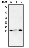 1 - Anti-Histone H4 (MonoMethyl-K16) Antibody AP61437