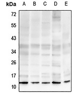 1 - Anti-Histone H4 (MonoMethyl-R19) Antibody AP61438