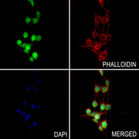 3 - Anti-Histone H4 (MonoMethyl-K31) Antibody AP61439