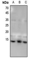 1 - Anti-Histone H4 (MonoMethyl-K31) Antibody AP61439