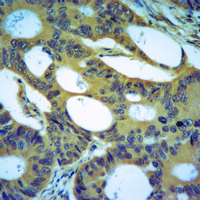 19 - Anti-Von Willebrand Factor Antibody AP61440