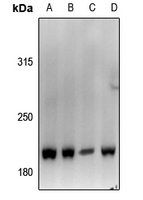1 - Anti-Von Willebrand Factor Antibody AP61440