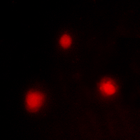3 - Anti-FOXH1 Antibody AP61441