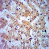 19 - Anti-Mimecan Antibody AP61442