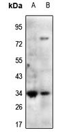 1 - Anti-Mimecan Antibody AP61442