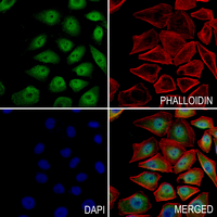 3 - Anti-STAT2 Antibody AP61443