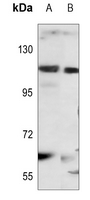 1 - Anti-STAT2 Antibody AP61443