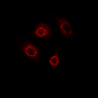 3 - Anti-CD4 (Phospho-S433) Antibody AP61448