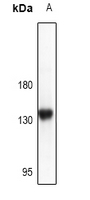 1 - Anti-CD117 Antibody AP61457