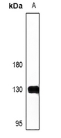 1 - Anti-NFAT1 Antibody AP61458