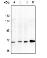 1 - Anti-CHK2 Antibody AP61459