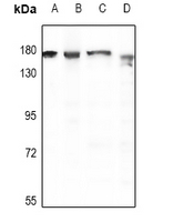 1 - Anti-CD49d Antibody AP61461