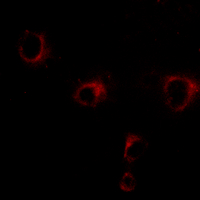 3 - Anti-Kv2.1 Antibody AP61462