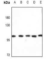 1 - Anti-Kv2.1 Antibody AP61462
