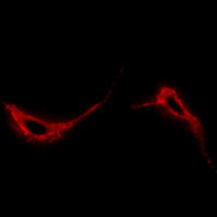 3 - Anti-Adenylate Cyclase 7 Antibody AP61466