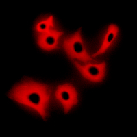 3 - Anti-R Cadherin Antibody AP61467