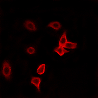 3 - Anti-KANK2 Antibody AP61469