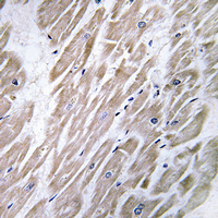 19 - Anti-KANK2 Antibody AP61469