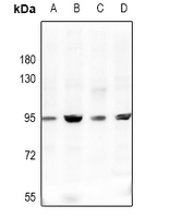 1 - Anti-CD113 Antibody AP61471