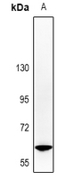 1 - Anti-SHCC Antibody AP61472