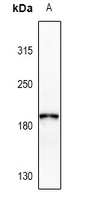1 - Anti-Collagen 4 alpha 2 Antibody AP61475
