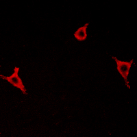 3 - Anti-GPR146 Antibody AP61477