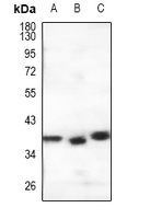 1 - Anti-GPR146 Antibody AP61477