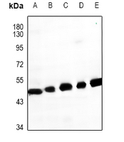 1 - Anti-GPR62 Antibody AP61478