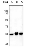1 - Anti-Orexin Receptor 1 Antibody AP61479