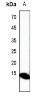 1 - Anti-Defensin alpha 3 Antibody AP61481