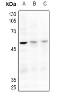 1 - Anti-ACVR2A Antibody AP61482