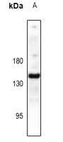 1 - Anti-CD49e Antibody AP61483
