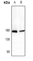 1 - Anti-CD339 Antibody AP61484