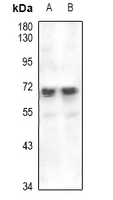 1 - Anti-EAAT2 Antibody AP61485