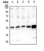 1 - Anti-Cyclophilin D Antibody AP61486