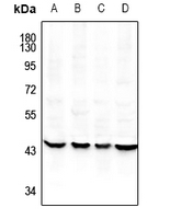 1 - Anti-ILF2 Antibody AP61488