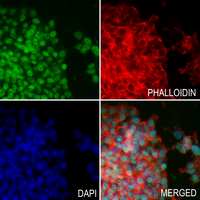 3 - Anti-Histone H3 (Acetyl-K4) Antibody AP61494