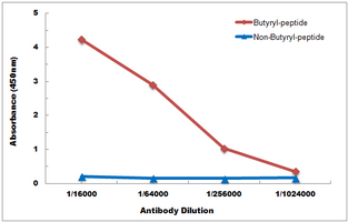 10 - Anti-Histone H2B (Butyryl-K12) Antibody AP61495