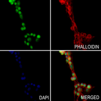 3 - Anti-Histone H4 (MonoMethyl-K20) Antibody AP61498