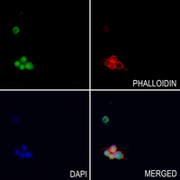 3 - Anti-Histone H4 (DiMethyl-K20) Antibody AP61499