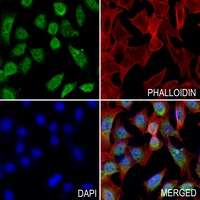 3 - Anti-Aquaporin 3 Antibody AP61506