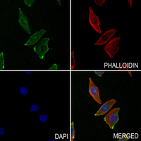 3 - Anti-PDGFB Antibody AP61507