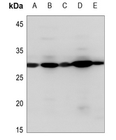 1 - Anti-PDGFB Antibody AP61507