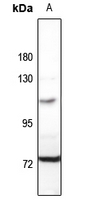 1 - Anti-MID1 Antibody AP61508