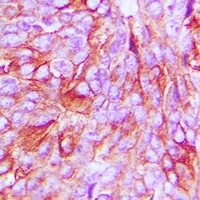 19 - Anti-mPR alpha Antibody AP61509